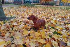 izobrazhenie-whatsapp-2024-10-26-v-15.27.54_0de0d498